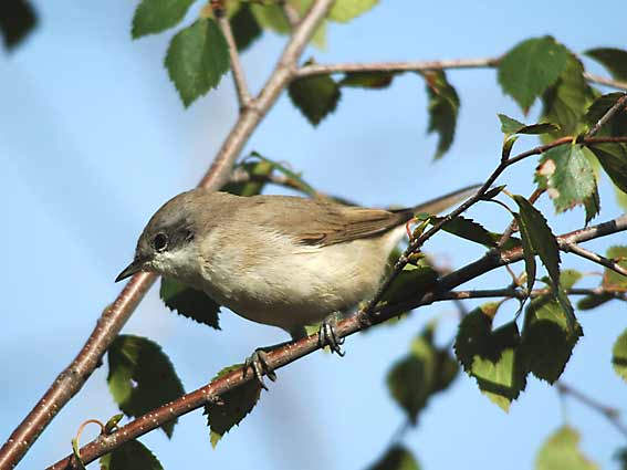 Hernekerttu_0260