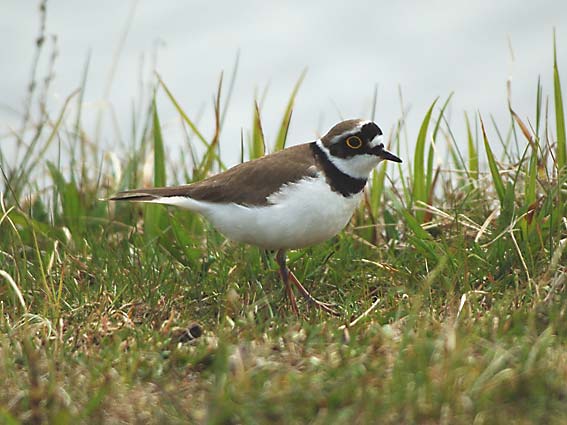 Pikkutylli-100505_4848