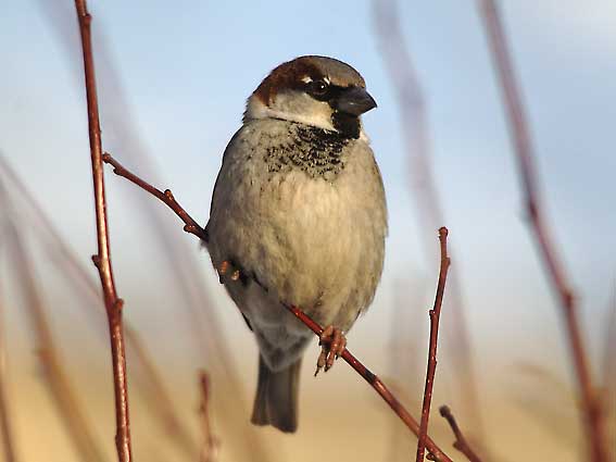 Varpu_3630