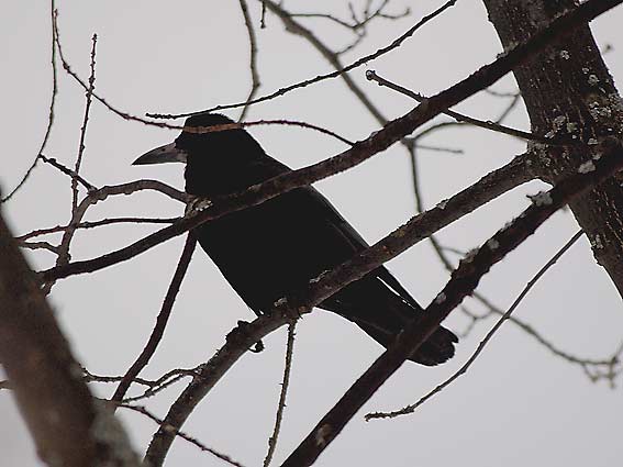Mustavaris-A_4527