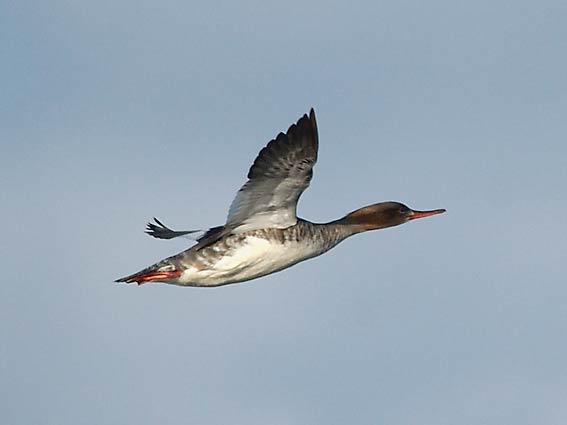 Tukkajkoskelo_6792