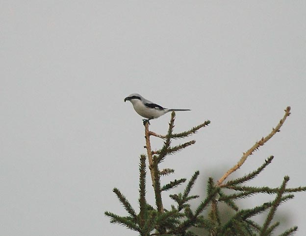 Isoleppis_3589