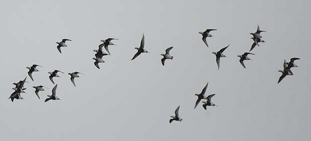 Allit2_4405