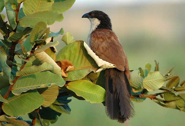 Kukaali_5380