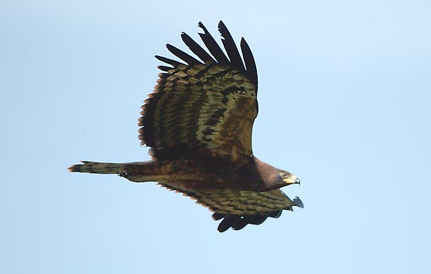 Harrier_6660