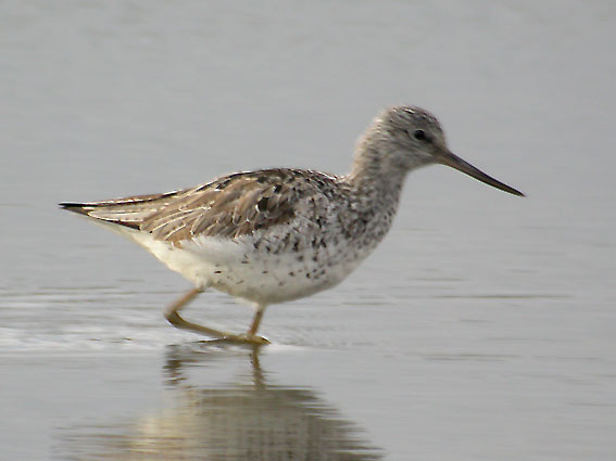 Valkoviklo-2134
