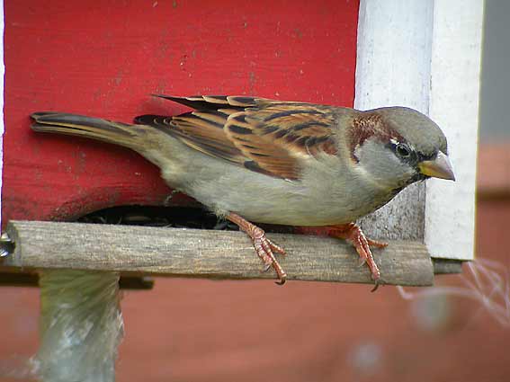 Varpunen 161004 9405