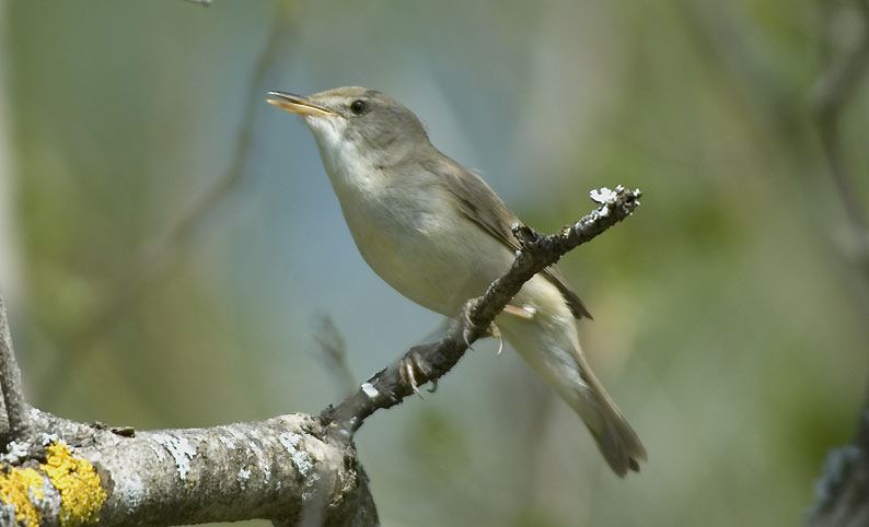Viitakerttu-5238.jpg